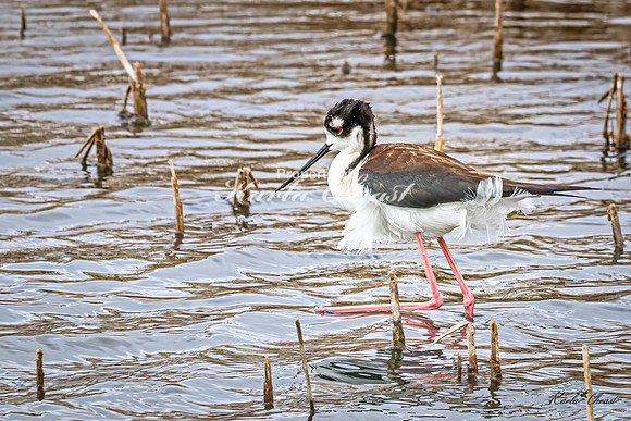Black-necked Stilt 23 - May 02, 2025 - Huron Wetland Management District South Dakota
