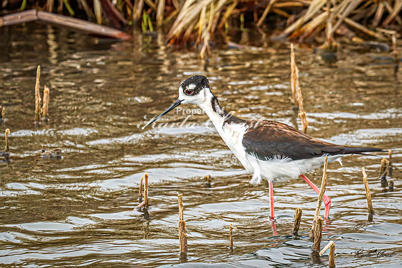 Black-necked Stilt 24 - May 02, 2025 - Huron Wetland Management District South Dakota