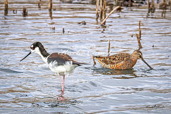 Black-necked Stilt 27 - May 02, 2025 - Huron Wetland Management District South Dakota