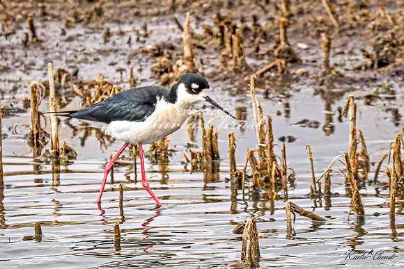 Black-necked Stilt 31 - May 02, 2025 - Huron Wetland Management District South Dakota