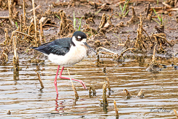 Black-necked Stilt 33 - May 02, 2025 - Huron Wetland Management District South Dakota
