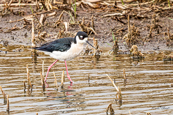 Black-necked Stilt 35 - May 02, 2025 - Huron Wetland Management District South Dakota