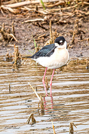 Black-necked Stilt 36 - May 02, 2025 - Huron Wetland Management District South Dakota