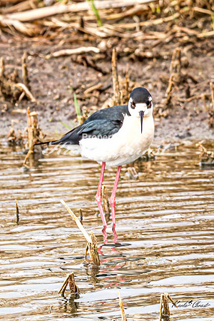 Black-necked Stilt 41 - May 02, 2025 - Huron Wetland Management District South Dakota