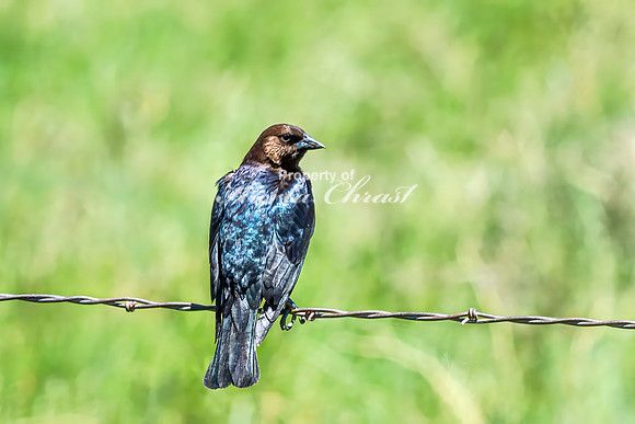 Brown-headed Cowbird 3 - June 5, 2024 Wyoming