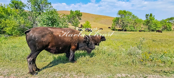 American Bison 44 - September 10, 2024, Custer State Park