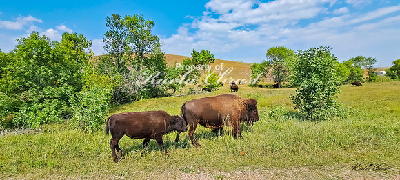 American Bison 45 - September 10, 2024, Custer State Park