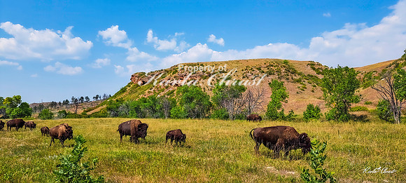 American Bison 46 - September 10, 2024, Custer State Park