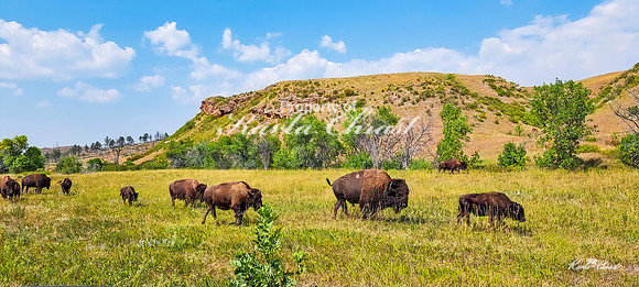 American Bison 47 - September 10, 2024, Custer State Park