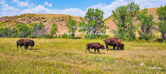 American Bison 48 - September 10, 2024, Custer State Park