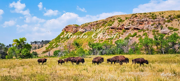 American Bison 49 - September 10, 2024, Custer State Park
