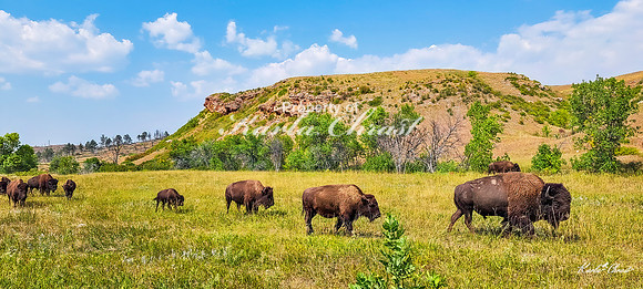 American Bison 50 - September 10, 2024, Custer State Park