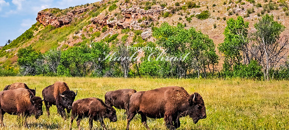 American Bison 51 - September 10, 2024, Custer State Park