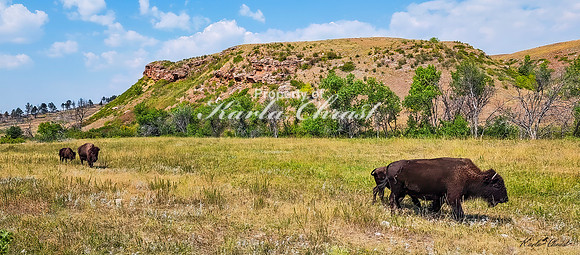 American Bison 52 - September 10, 2024, Custer State Park