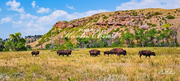 American Bison 53 - September 10, 2024, Custer State Park