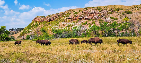 American Bison 54 - September 10, 2024, Custer State Park