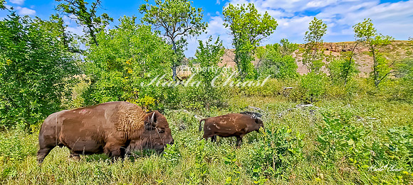 American Bison 55 - September 10, 2024, Custer State Park