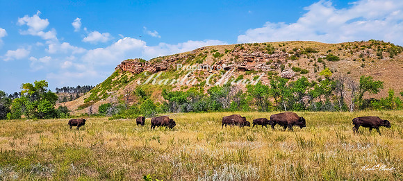 American Bison 56 - September 10, 2024, Custer State Park