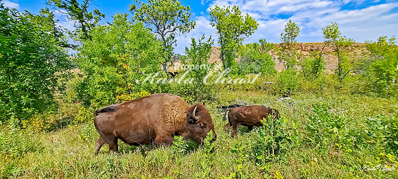 American Bison 57 - September 10, 2024, Custer State Park