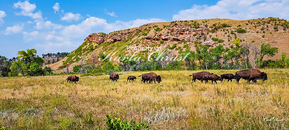 American Bison 58 - September 10, 2024, Custer State Park