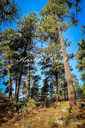 Custer State Park 81 -September 10, 2024