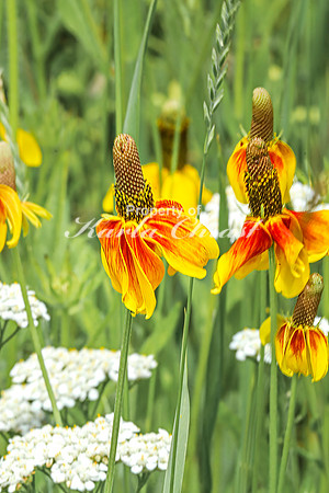 Prairie Coneflower 8 - July 02, 2024 Rural Minnesota