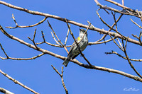Yellow-rumped Warbler 20 - May 05, 2025 DeSoto National Wildlife Refuge