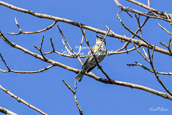 Yellow-rumped Warbler 20 - May 05, 2025 DeSoto National Wildlife Refuge