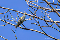 Yellow-rumped Warbler 21 - May 05, 2025 DeSoto National Wildlife Refuge