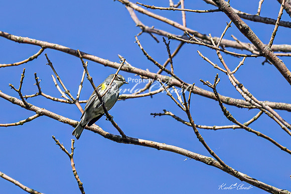 Yellow-rumped Warbler 21 - May 05, 2025 DeSoto National Wildlife Refuge