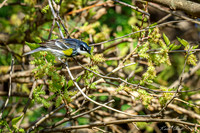 Yellow-rumped Warbler 22 - May 05, 2025 DeSoto National Wildlife Refuge