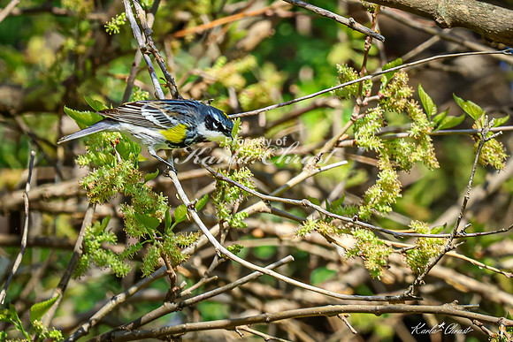 Yellow-rumped Warbler 22 - May 05, 2025 DeSoto National Wildlife Refuge