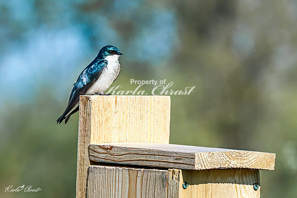 Tree Swallow 14 - May 05, 2025 DeSoto National Wildlife Refuge