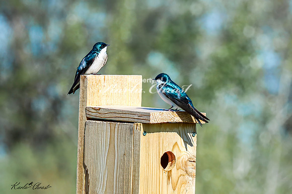 Tree Swallow 15 - May 05, 2025 DeSoto National Wildlife Refuge