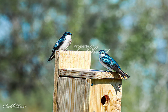 Tree Swallow 17 - May 05, 2025 DeSoto National Wildlife Refuge