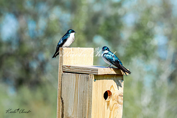 Tree Swallow 18 - May 05, 2025 DeSoto National Wildlife Refuge