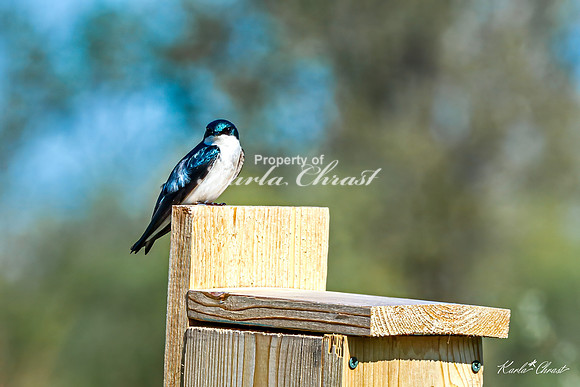 Tree Swallow 19 - May 05, 2025 DeSoto National Wildlife Refuge