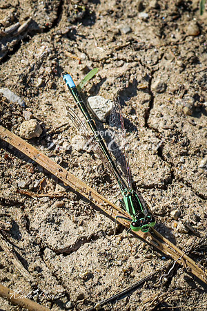 Blue-tailed Damselfly 1 - May 05, 2025 DeSoto National Wildlife Refuge