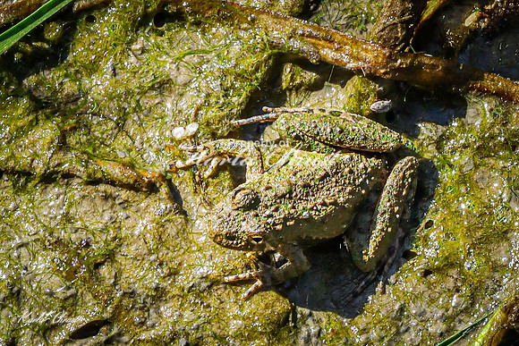 Blanchards Cricket Frog 2 - May 05, 2025 DeSoto National Wildlife Refuge