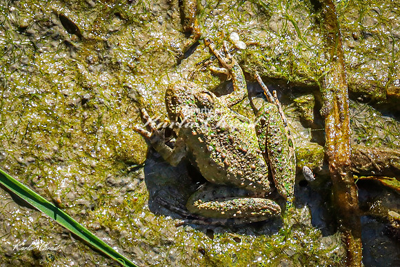 Blanchards Cricket Frog 3 - May 05, 2025 DeSoto National Wildlife Refuge