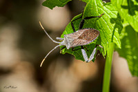 Leaf-footed Bug 1 - May 05, 2025 DeSoto National Wildlife Refuge