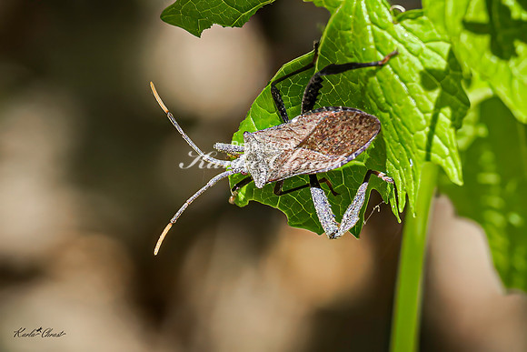 Leaf-footed Bug 1 - May 05, 2025 DeSoto National Wildlife Refuge