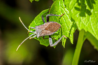 Leaf-footed Bug 2 - May 05, 2025 DeSoto National Wildlife Refuge