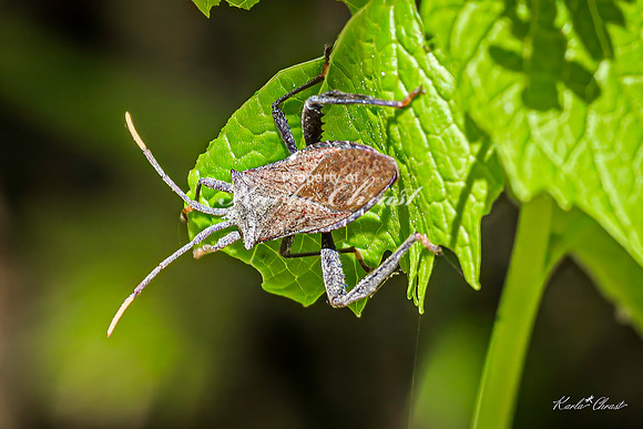 Leaf-footed Bug 2 - May 05, 2025 DeSoto National Wildlife Refuge