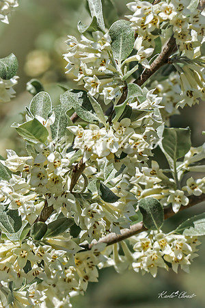 Autumn Oilive 1 - May 05, 2025 DeSoto National Wildlife Refuge