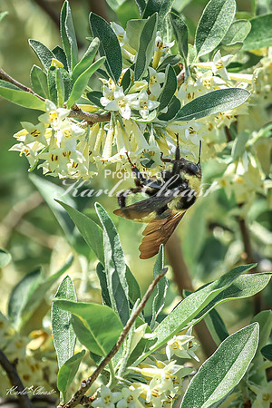 Bumble Bee 28 - May 05, 2025 DeSoto National Wildlife Refuge