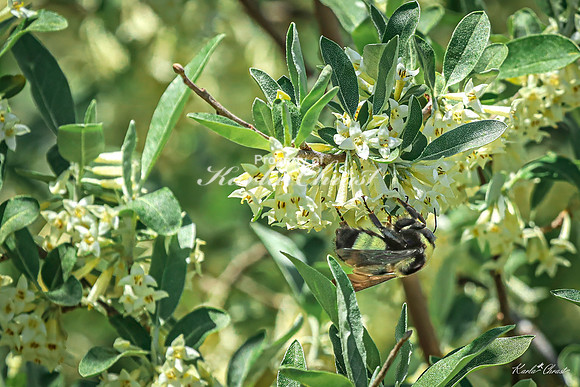Bumble Bee 29 - May 05, 2025 DeSoto National Wildlife Refuge