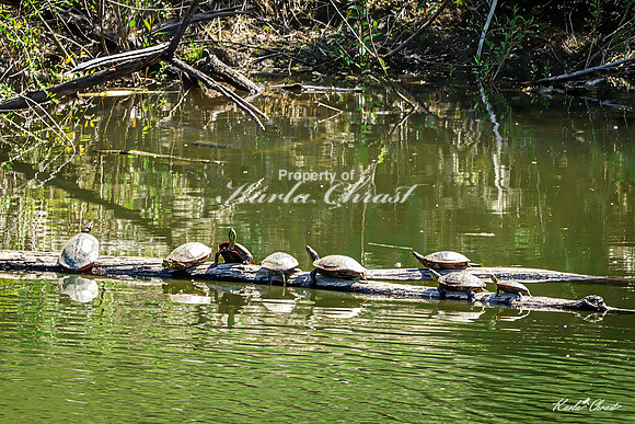 Painted Turtle 44 - May 05, 2025 DeSoto National Wildlife Refuge