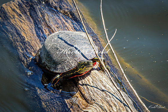 Painted Turtle 45 - May 05, 2025 DeSoto National Wildlife Refuge