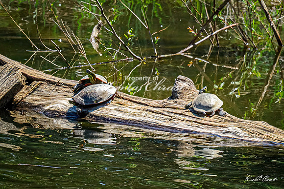 Painted Turtle 46 - May 05, 2025 DeSoto National Wildlife Refuge